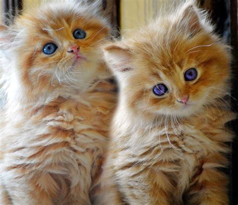 What You Need to Know about Persian Cat Care | Petsourcing