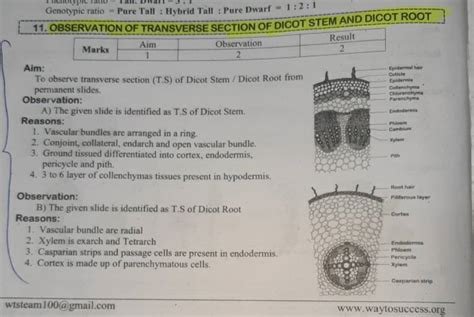 Observation Of Transverse Section Of Dicot Stem And Dicot Root Multirow