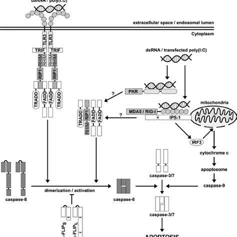 Schematic Representation Of Signaling Pathways Involved In Dsrna Poly I