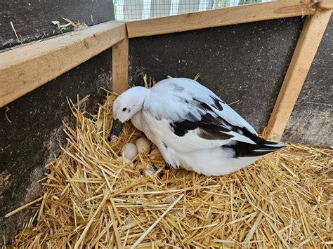 Is My Duck Laying Eggs Signs To Look For In Your Flock