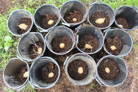 Potatoes Grown In Buckets Gardens For Life