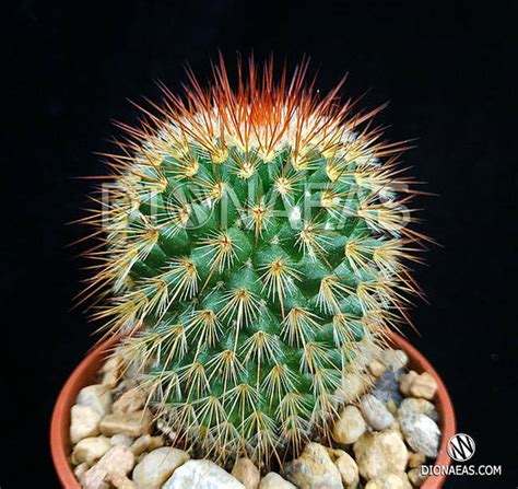 Купить Кактус Mammillaria Spinosissima (Маммиллярия колючейшая ...