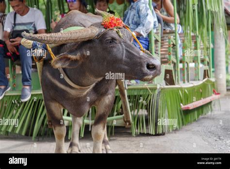 Carabao Water Buffalo Native To The Philippines Stock Photo Alamy