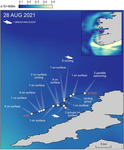 Circles In The Sea Annual Courtship Torus Behaviour Of Basking