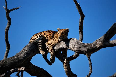 Botswana tour Experience – Opulent Routes