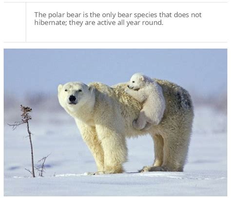 Facts You Probably Dont Know About Polar Bears 25 Pics