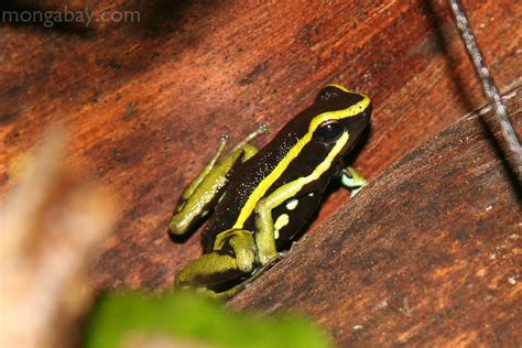 Rainforest frogs: Three-striped Poison dart frog in Peru