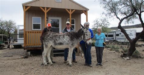 Forever Home Donkey Rescue Etc