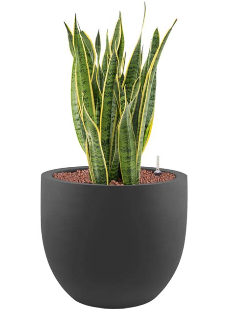 Sansevieria Trifasciata Laurentii Donica Stretto Hydroponika