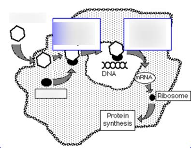 Steroid Hormone Receptor Diagram Quizlet