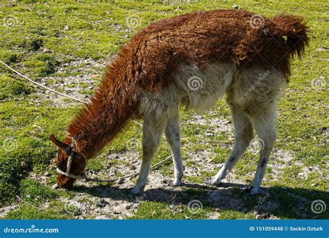 Llamas In A Field Of Salar De Uyuni In Bolivia Stock Photo Image Of