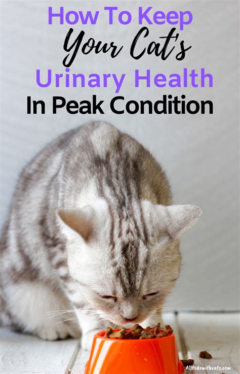 Best Urinary Tract Cat Food To Support Your Kitty S Urinary Health Urinary Tract Cat Food Cat