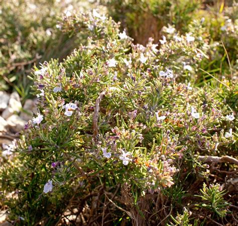 Rosemary Wild Blooming Summer Rocks Stock Photos Free And Royalty Free