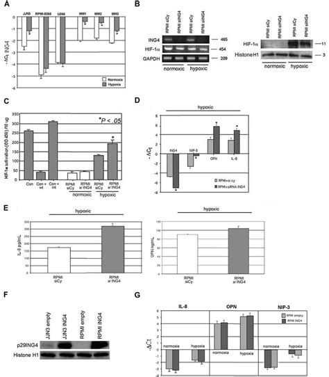 Effects Of ING4 Suppression And Overexpression In HMCLs On IL 8 And OPN