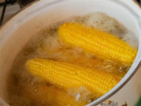 Multiple Boiled Corn On The Cob In Big Pot Stock Image Image Of Copy
