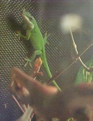 Green Anole Care Sheet | Reptile Forums