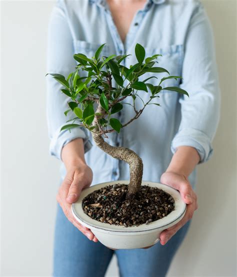 Ficus Indoor Bonsai Tree - SendPlants