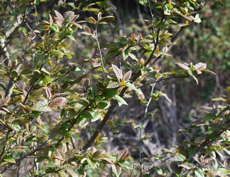 Hollyberry Cotoneaster Cotoneaster Bullatus Species Wildbristoluk