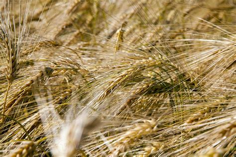 farming for growing rye and harvesting cereals 9406897 Stock Photo at ...