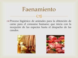 Proceso De Faenado En Bovinos PPT