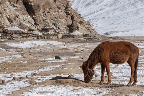 Extreme Lives In Ladakh Slide Nature Infocus