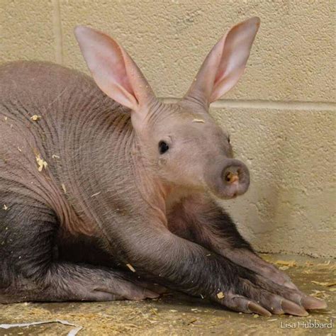 Have You Ever Seen A Cuter Aardvark Than Winsol Aardvarks Are