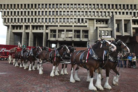 Budweiser brings back beloved Clydesdale horses for Super Bowl ad ...