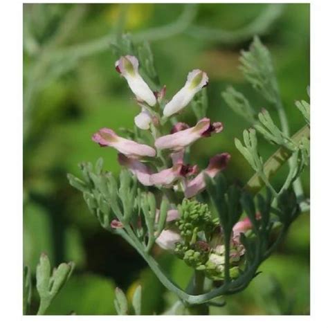 Fumaria Indica Leaves At Rs Kg Herb Leaves In Dehradun Id