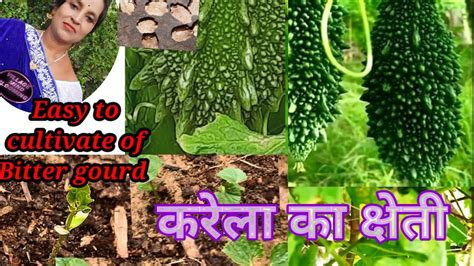 Karela Ki Khetiकरेला की सानदार खेतीadvance Agriculture Of Bitter