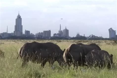 Nairobi National Park Safari Alderley Tours Travel