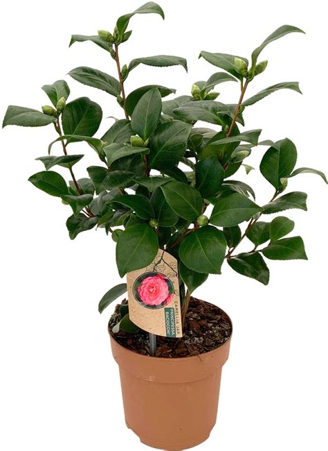 Vazoninis Augalas Kamelija Ø 15 50 Cm Lot Camellia Japonica