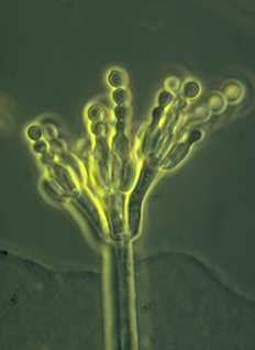 Penicillium | Mold-Help.org - The world's largest TOXIC MOLD web site