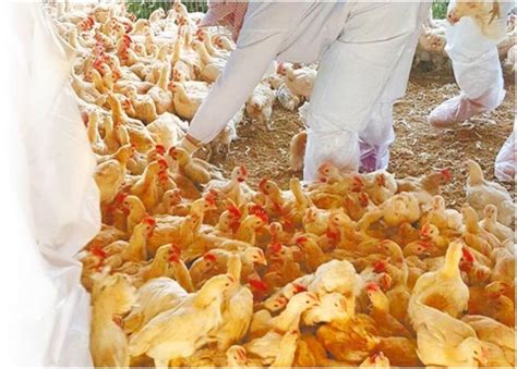 禽流疫情：雲林再爆h5n6 撲殺逾3500隻雞｜即時新聞｜台灣｜oncc東網