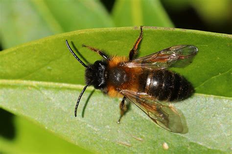 Andrena Nigroaenea A Male April 2023 Fovslet Kolding D Erland