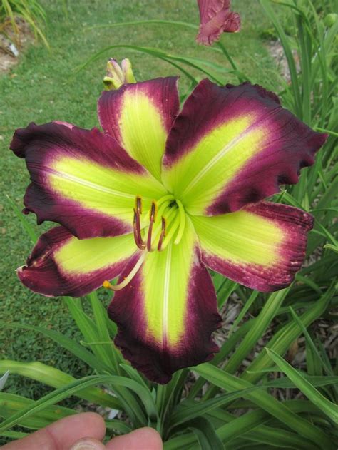 Photo Of The Bloom Of Daylily Hemerocallis Money Maker In