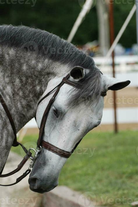 Collected Grey Appaloosa Horse at a Horse Show 27303635 Stock Photo at ...