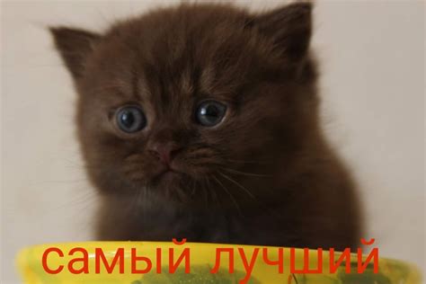 шоколад | Cats, Animals
