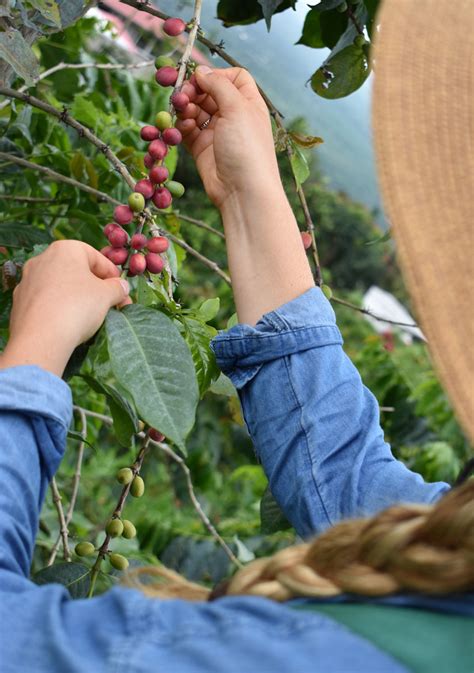 Kona Coffee Farm Tours Hala Tree Coffee