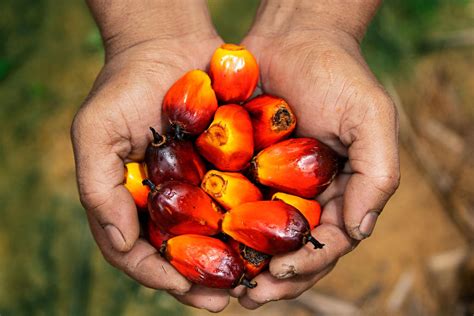 Harga Minyak Sawit Dijangka Kekal Tinggi Berlegar Rm Satu Tan