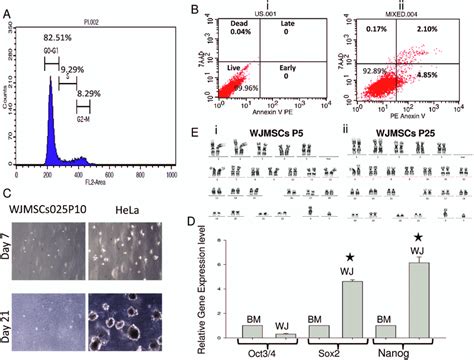 Secondary Characterization Of Wj Mscs A Cell Cycle Analysis Passage Download Scientific