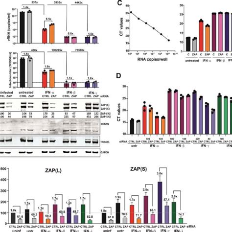 PDF The Zinc Finger Antiviral Protein Restricts SARS CoV 2