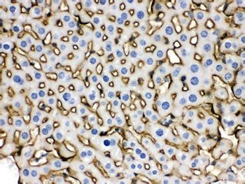 Anti SLC10A1 NTCP Antibody Rabbit Anti Human Polyclonal IHC WB LSBio