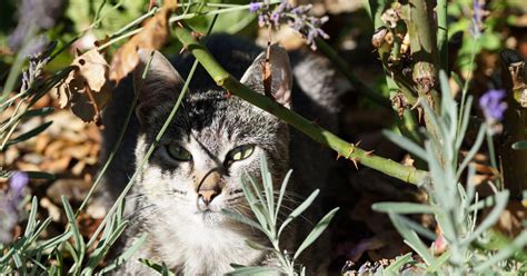 Streunerkatzen In Der Schweiz VIER PFOTEN In Der Schweiz Stiftung