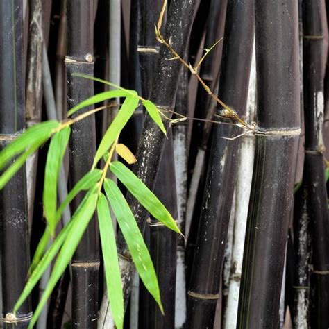 Black Bamboo Plant Phyllostachys Nigra Seeds Etsy