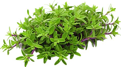 Thyme Png With AI Generated 31760227 PNG