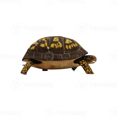 Box turtle isolated 18875983 PNG