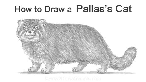 How To Draw A Pallas S Cat Youtube