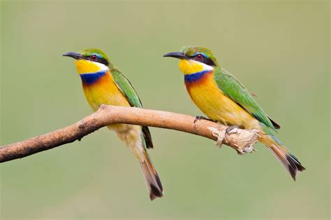 Ravens Are Evolving, and Not in the Way You'd Expect | National Geographic