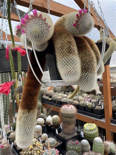 Kakteen Magg Webshop Mammillaria Spinosissima Sub Pilcayensis