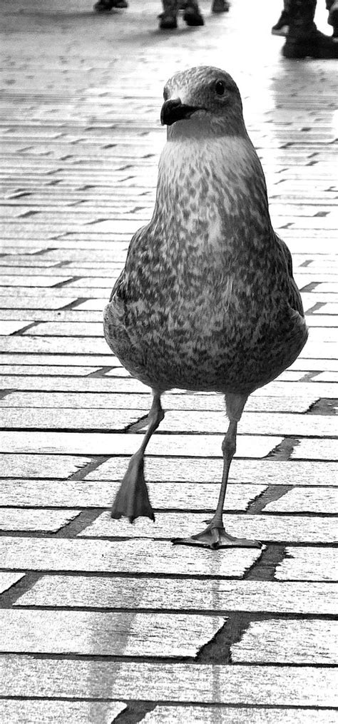 Larus Neuer Markt Rostock NBatrice Flickr